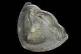 Wide, Enrolled Isotelus Trilobite - Mt Orab, Ohio #115250-3
